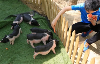 Apa Yang Anda Akan Lakukan Jika Guinea Pig Kena Stroke Haba